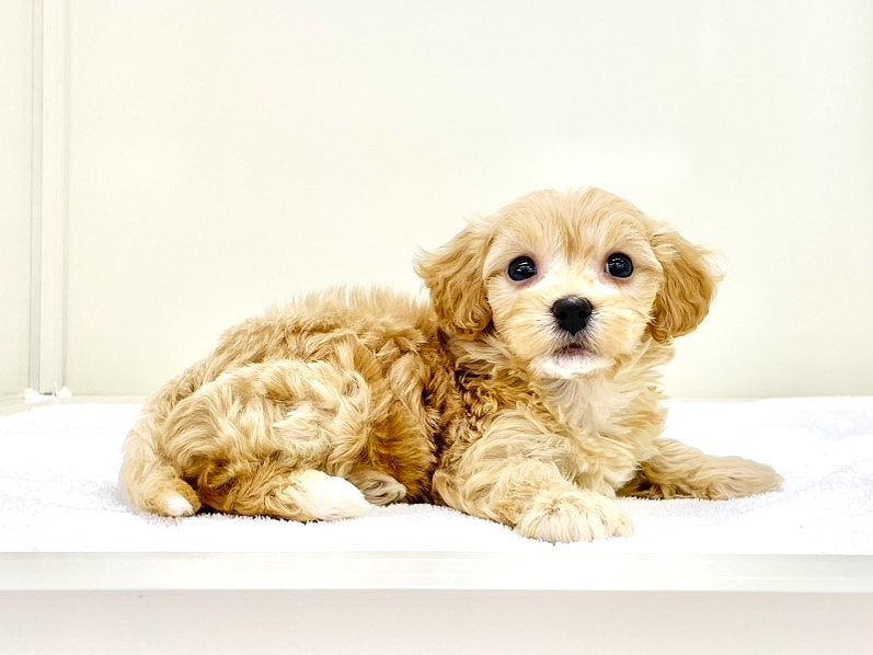 東京都のマルプー(マルチーズ×プードル) (かねだい本町田店/2025年10月5日生まれ/男の子/アプリコットホワイト)の子犬