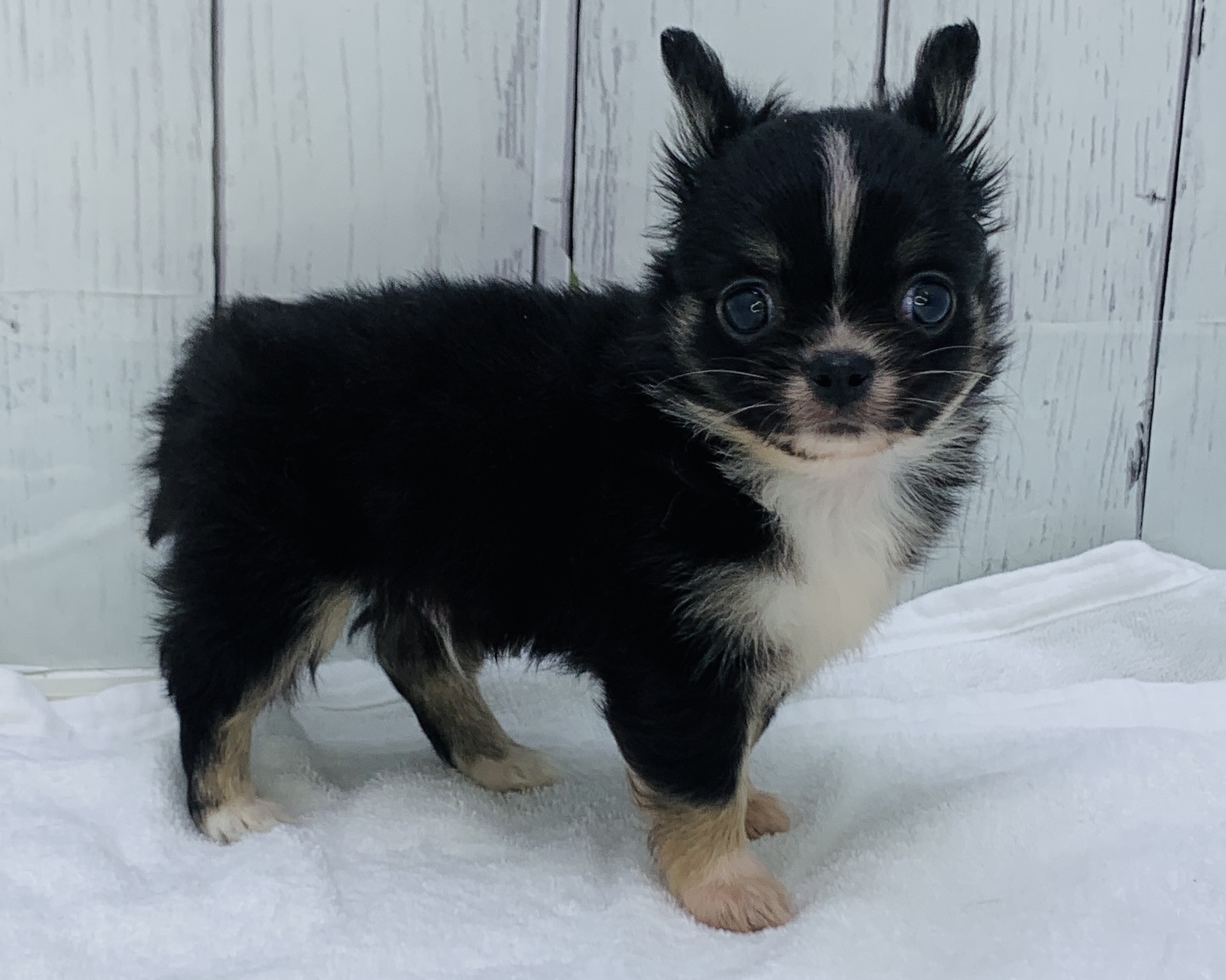 千葉県のチワワ(ロング) (かねだい千葉店/2025年10月3日生まれ/男の子/ブラックタンホワイト)の子犬の2枚目の画像