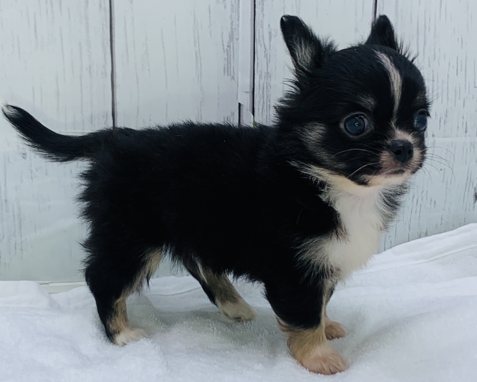 千葉県のチワワ(ロング) (かねだい千葉店/2025年10月3日生まれ/男の子/ブラックタンホワイト)の子犬の3枚目の画像