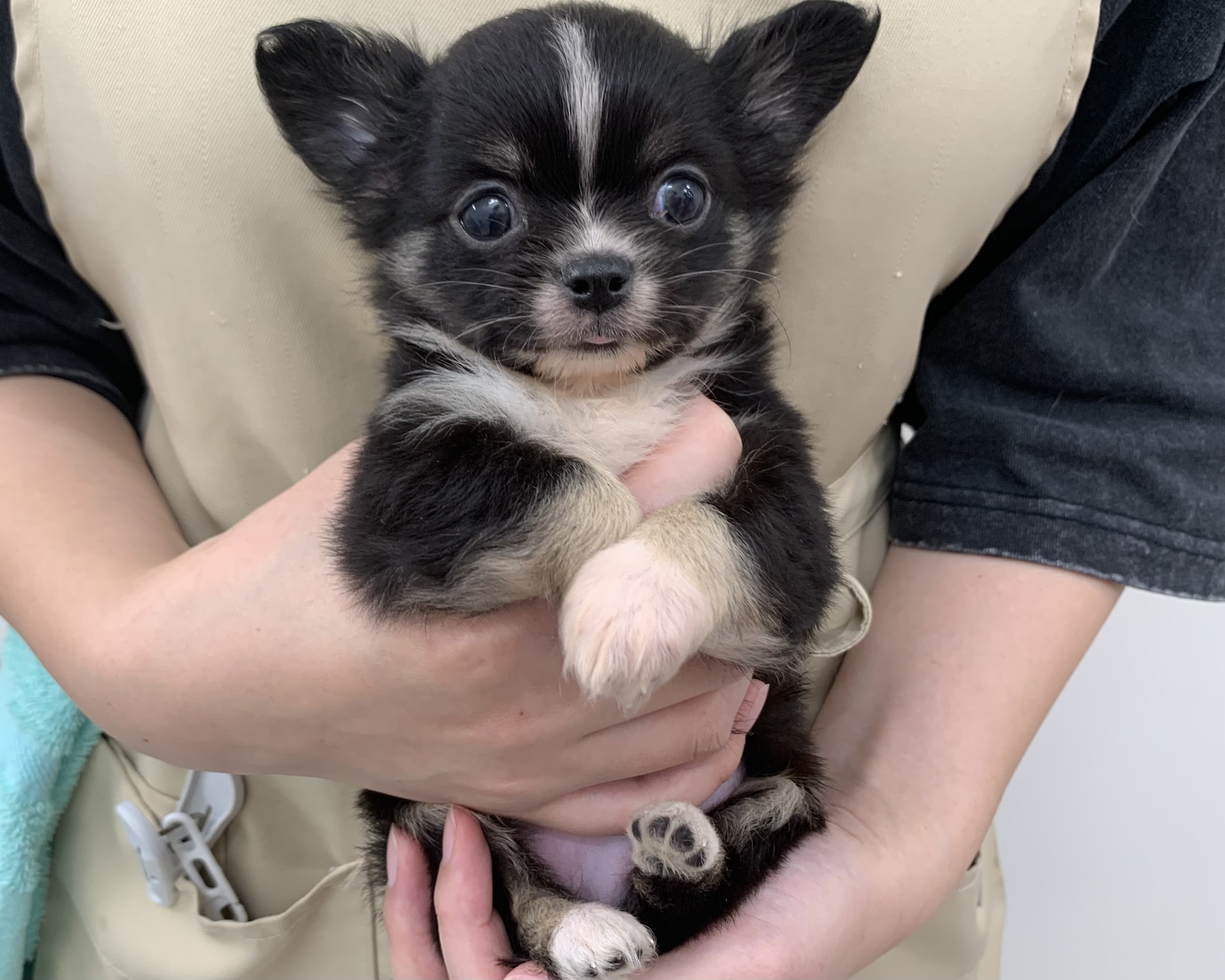 千葉県のチワワ(ロング) (かねだい千葉店/2025年10月3日生まれ/男の子/ブラックタンホワイト)の子犬の1枚目の画像