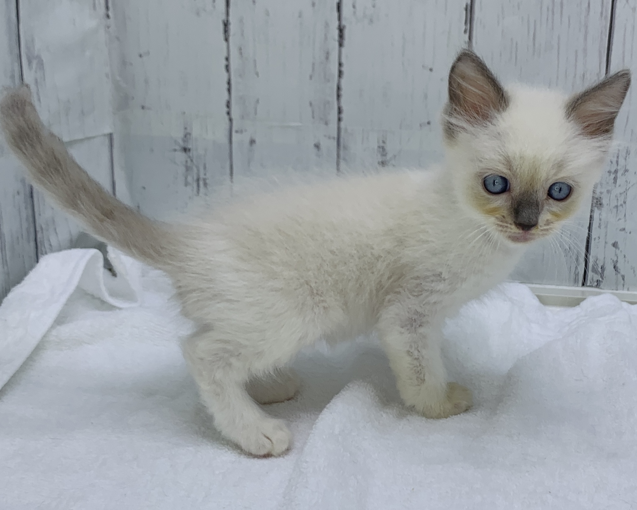 千葉県のラグドール (かねだい千葉店/2025年10月4日生まれ/男の子/ブルーポイントミテッド)の子猫の2枚目の画像