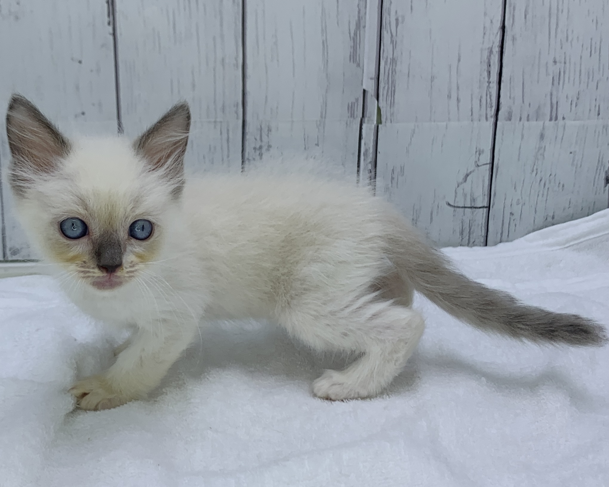 千葉県のラグドール (かねだい千葉店/2025年10月4日生まれ/男の子/ブルーポイントミテッド)の子猫の3枚目の画像