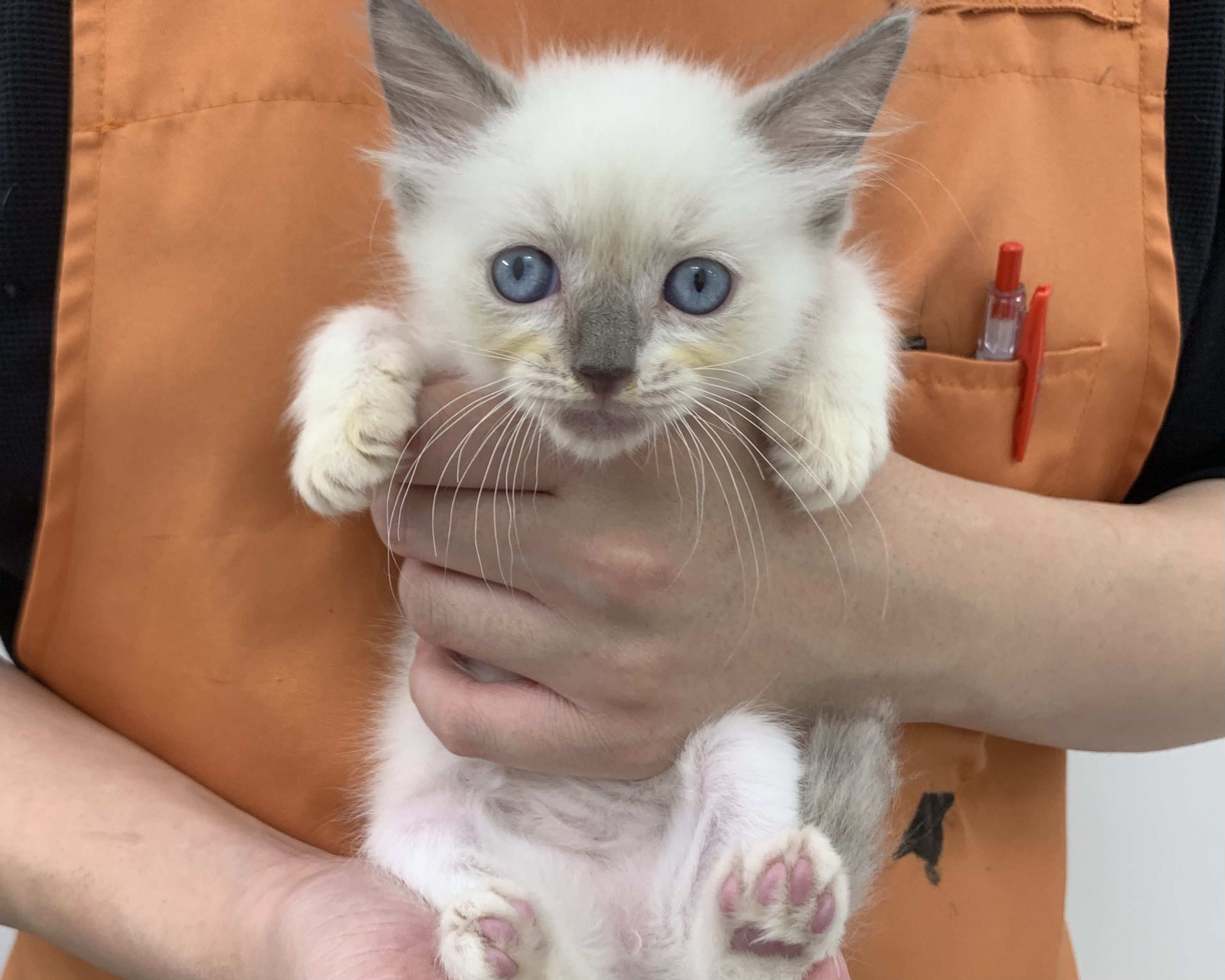 千葉県のラグドール (かねだい千葉店/2025年10月4日生まれ/男の子/ブルーポイントミテッド)の子猫の1枚目の画像