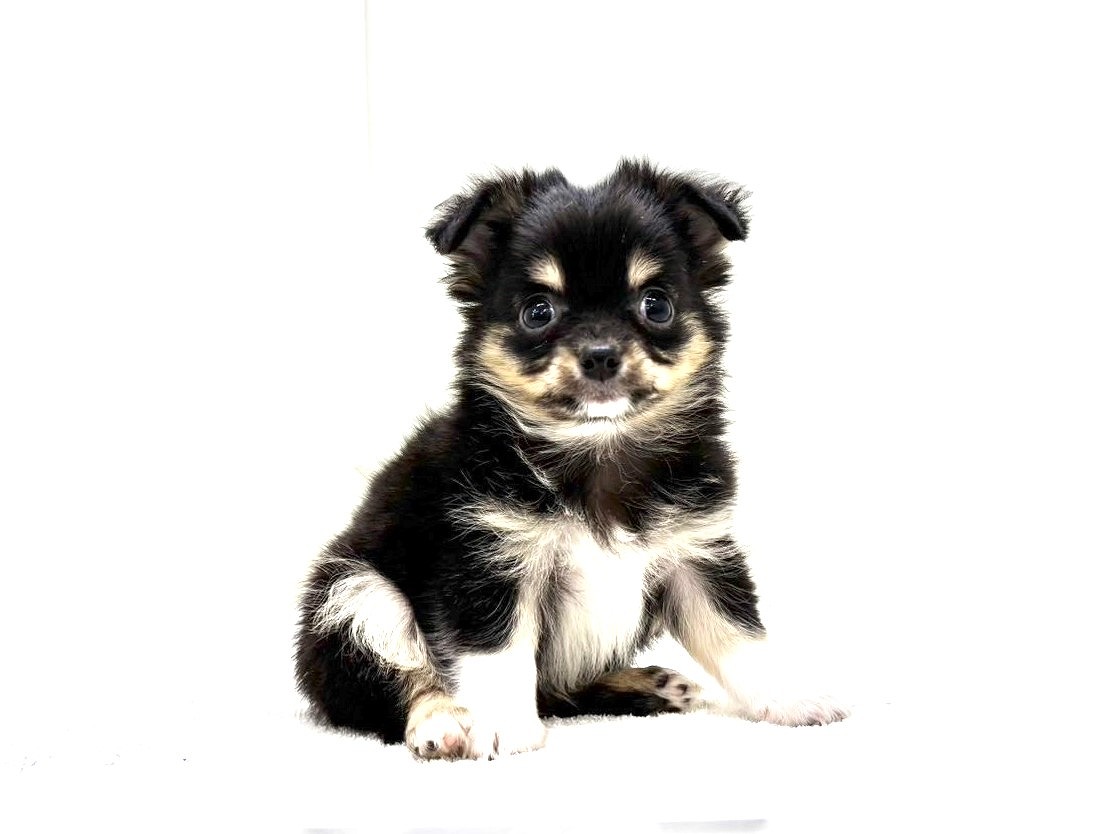 東京都のチワワ(ロング) (かねだい本町田店/2025年10月3日生まれ/男の子/ブラックタンホワイト)の子犬