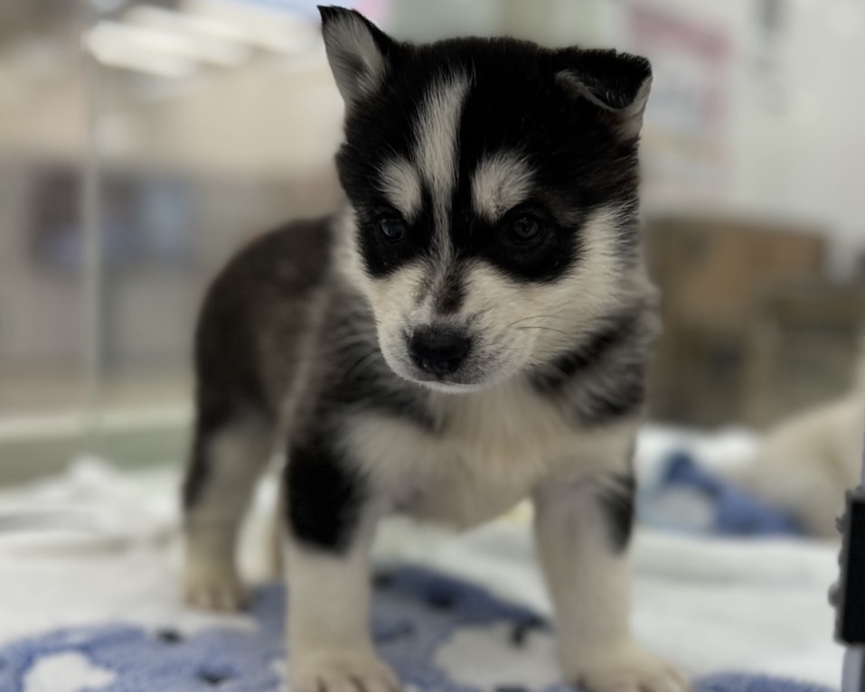 千葉県のハーフ犬・ミックス犬 (かねだい千葉店/2025年10月3日生まれ/男の子/ブラックホワイト)の子犬の3枚目の画像