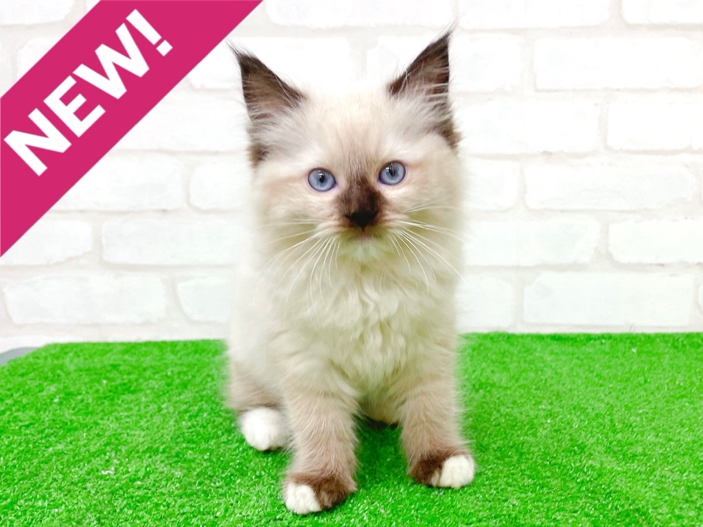東京都のラグドール (かねだい立川店/2025年10月5日生まれ/女の子/シールポイントミテッド)の子猫の1枚目の画像