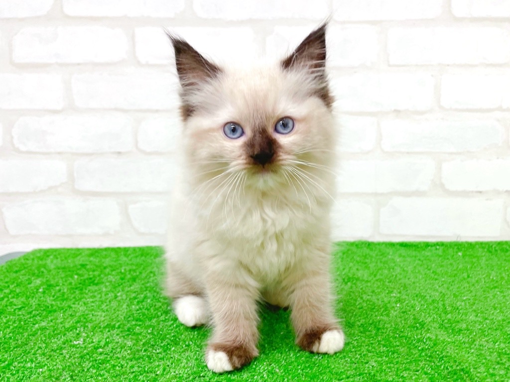 東京都のラグドール (かねだい立川店/2025年10月5日生まれ/女の子/シールポイントミテッド)の子猫の2枚目の画像