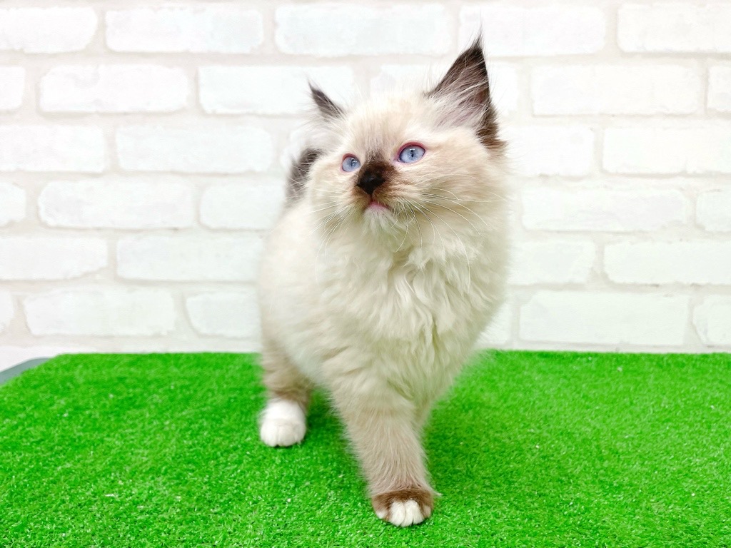 東京都のラグドール (かねだい立川店/2025年10月5日生まれ/女の子/シールポイントミテッド)の子猫の3枚目の画像