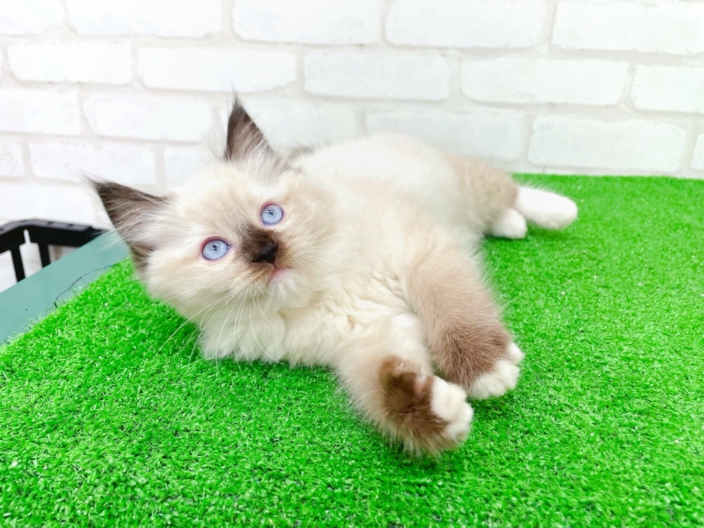 東京都のラグドール (かねだい立川店/2025年10月5日生まれ/女の子/シールポイントミテッド)の子猫の4枚目の画像