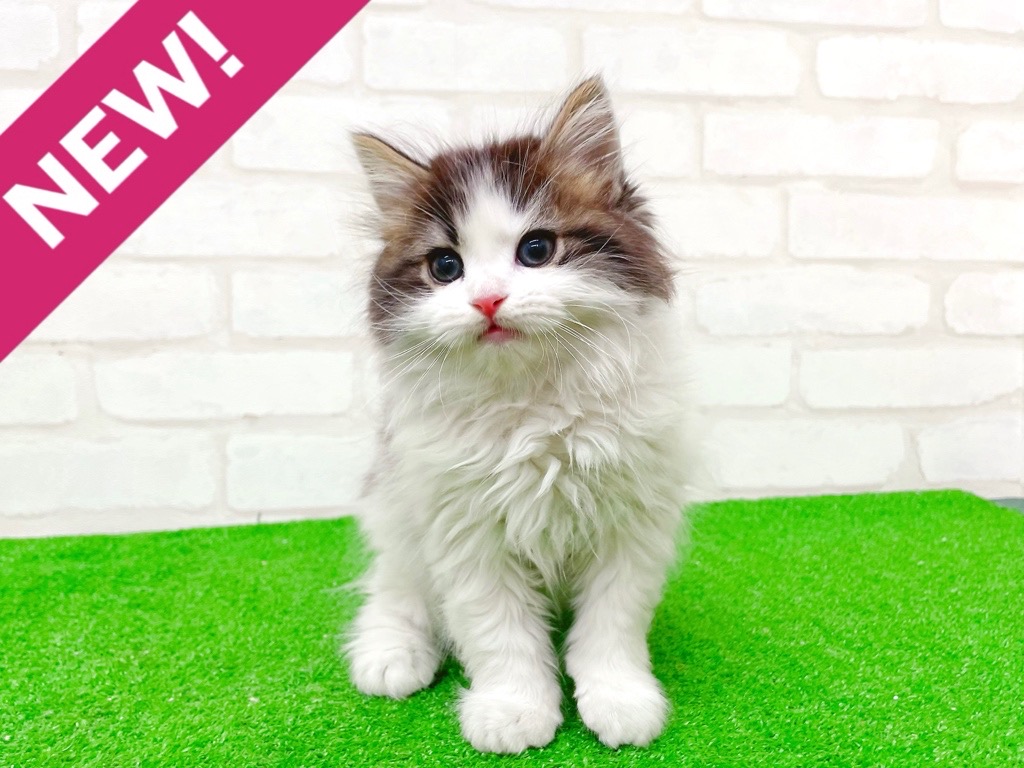 東京都のマンチカン (かねだい立川店/2025年10月4日生まれ/男の子/ブラウンタビーホワイト)の子猫の1枚目の画像