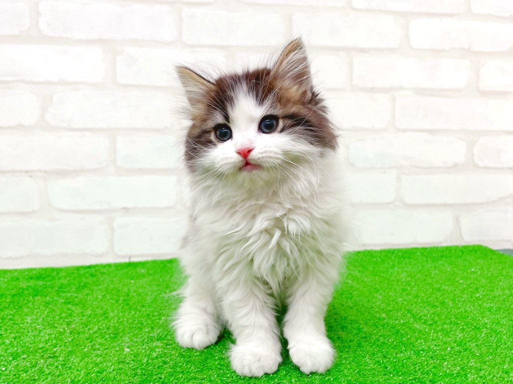 東京都のマンチカン (かねだい立川店/2025年10月4日生まれ/男の子/ブラウンタビーホワイト)の子猫の2枚目の画像