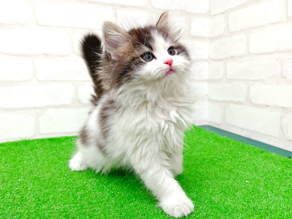 東京都のマンチカン (かねだい立川店/2025年10月4日生まれ/男の子/ブラウンタビーホワイト)の子猫の3枚目の画像