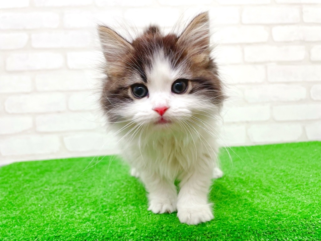 東京都のマンチカン (かねだい立川店/2025年10月4日生まれ/男の子/ブラウンタビーホワイト)の子猫の4枚目の画像