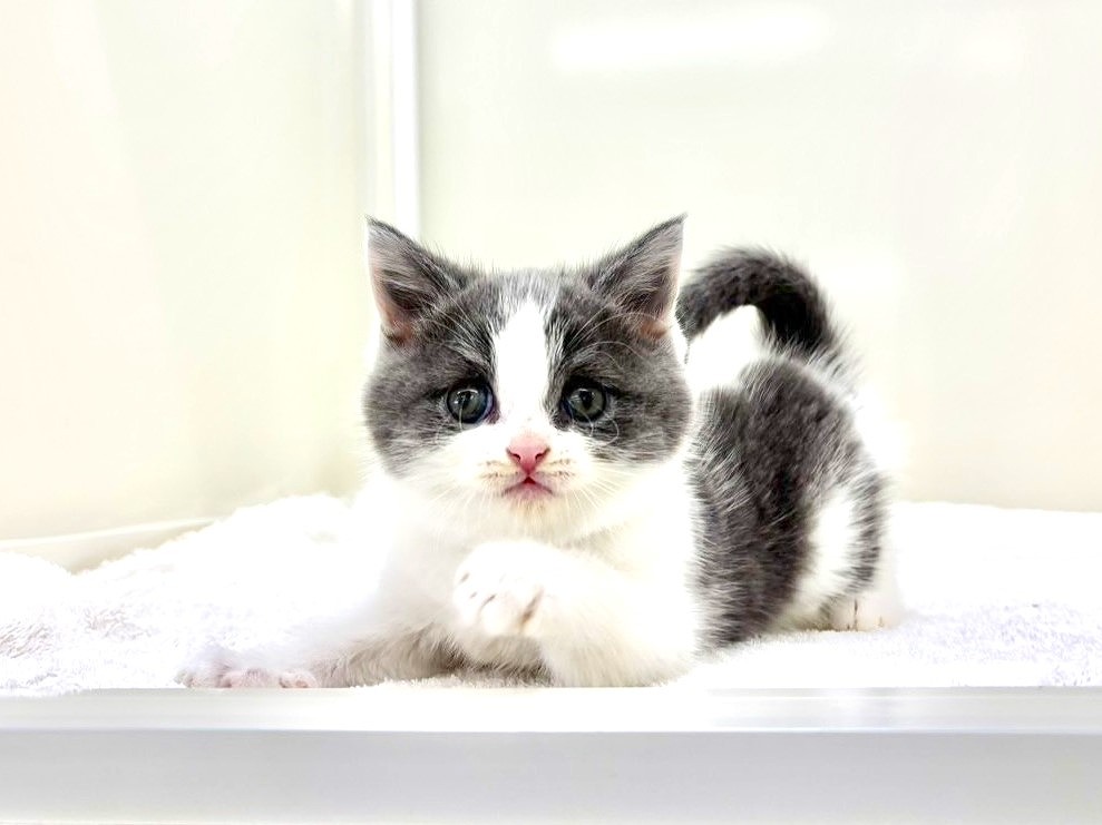 東京都のマンチカン (かねだい本町田店/2025年10月5日生まれ/男の子/ブルータビーホワイト)の子猫の1枚目の画像