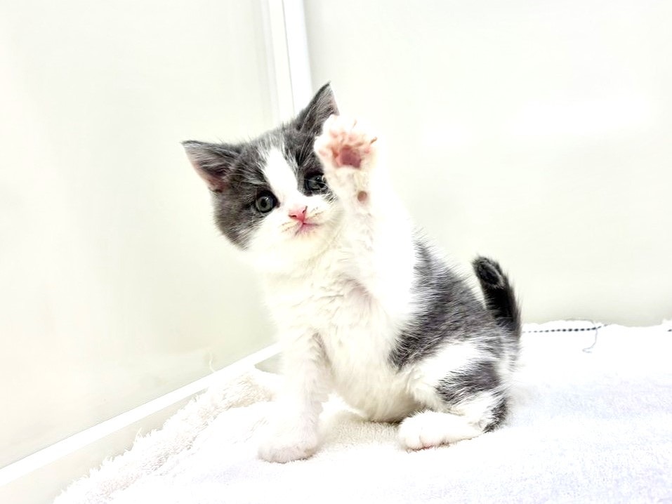 東京都のマンチカン (かねだい本町田店/2025年10月5日生まれ/男の子/ブルータビーホワイト)の子猫の2枚目の画像