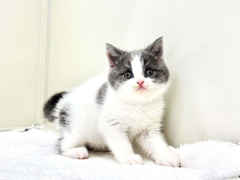 東京都のマンチカン (かねだい本町田店/2025年10月5日生まれ/男の子/ブルータビーホワイト)の子猫の3枚目の画像