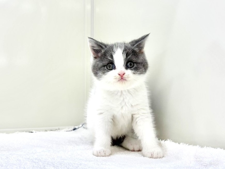 東京都のマンチカン (かねだい本町田店/2025年10月5日生まれ/男の子/ブルータビーホワイト)の子猫の4枚目の画像