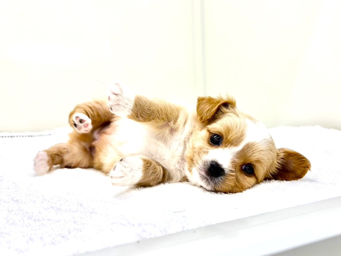 東京都のチワワ×チワックス (かねだい本町田店/2025年10月1日生まれ/男の子/レッドホワイト)の子犬