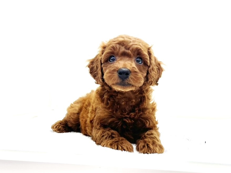 東京都のトイプードル(トイ) (かねだい本町田店/2025年10月4日生まれ/男の子/レッド)の子犬の1枚目の画像