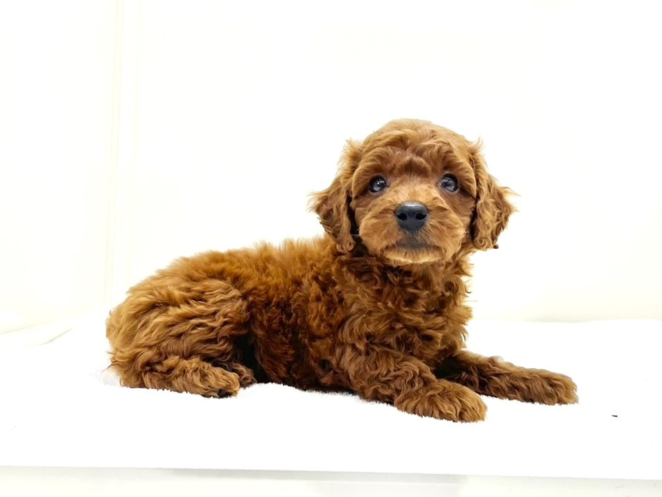 東京都のトイプードル(トイ) (かねだい本町田店/2025年10月4日生まれ/男の子/レッド)の子犬の3枚目の画像