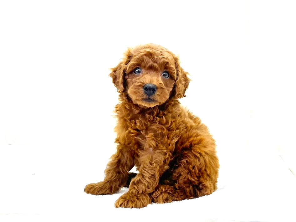 東京都のトイプードル(トイ) (かねだい本町田店/2025年10月4日生まれ/男の子/レッド)の子犬の4枚目の画像