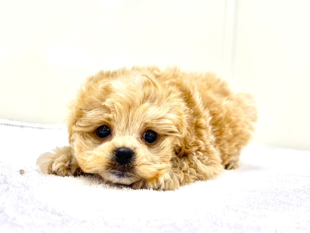 東京都のマルプー(マルチーズ×プードル) (かねだい本町田店/2025年10月5日生まれ/男の子/アプリコット)の子犬