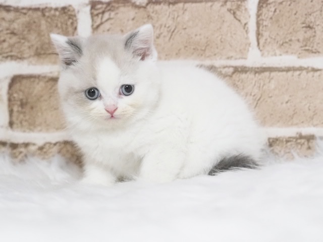 埼玉県のマンチカン (かねだい戸田店/2025年10月5日生まれ/女の子/ブルータビーホワイト)の子猫