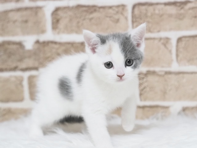 埼玉県のスコティッシュフォールド (かねだい戸田店/2025年10月4日生まれ/女の子/ブルーホワイト)の子猫