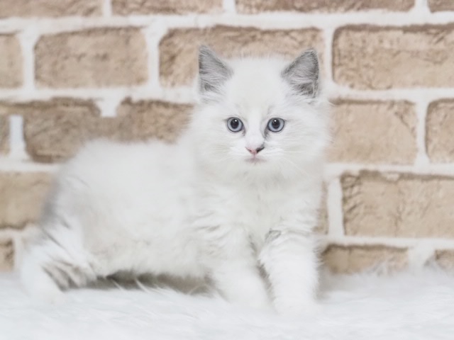 埼玉県のラグドール (かねだい戸田店/2025年10月4日生まれ/男の子/ブルーポイントバイカラー)の子猫