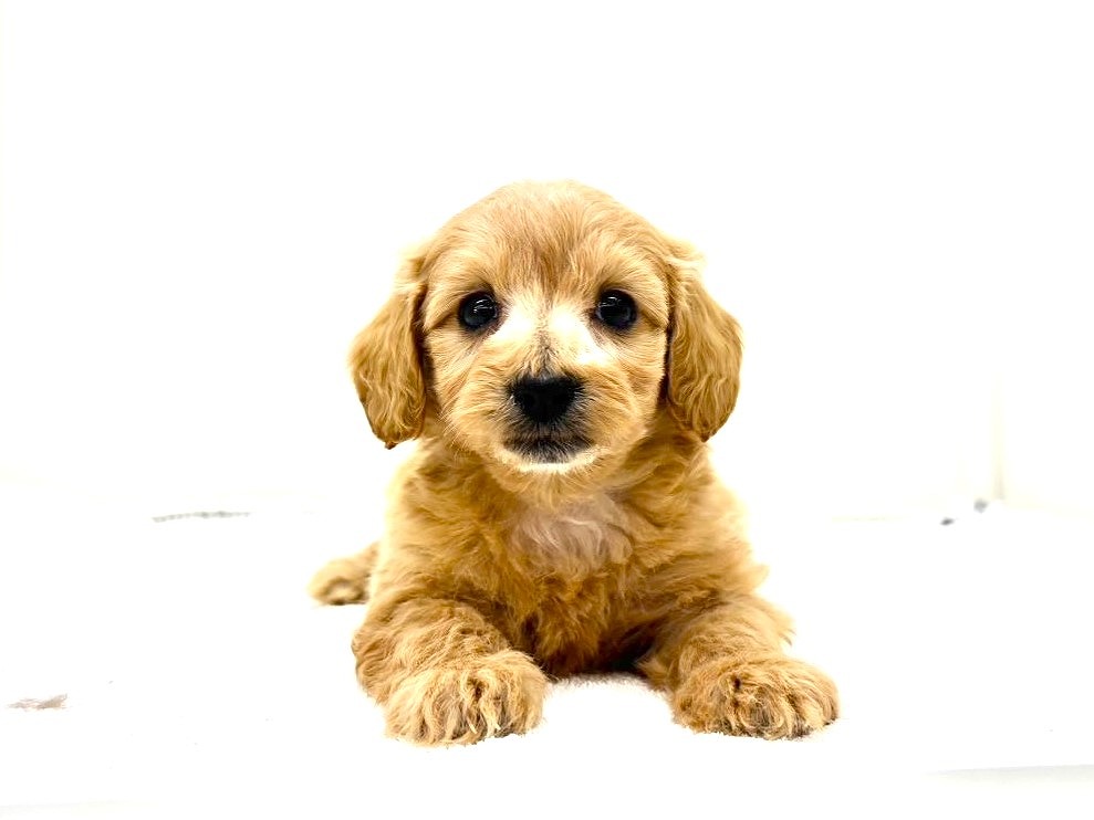 東京都のダップー(ダックス×プードル) (かねだい本町田店/2025年10月1日生まれ/男の子/クリアレッド)の子犬の2枚目の画像