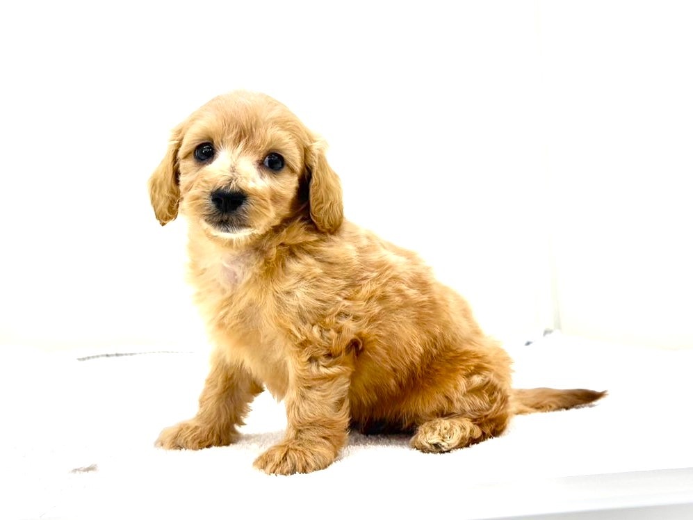 東京都のダップー(ダックス×プードル) (かねだい本町田店/2025年10月1日生まれ/男の子/クリアレッド)の子犬の3枚目の画像