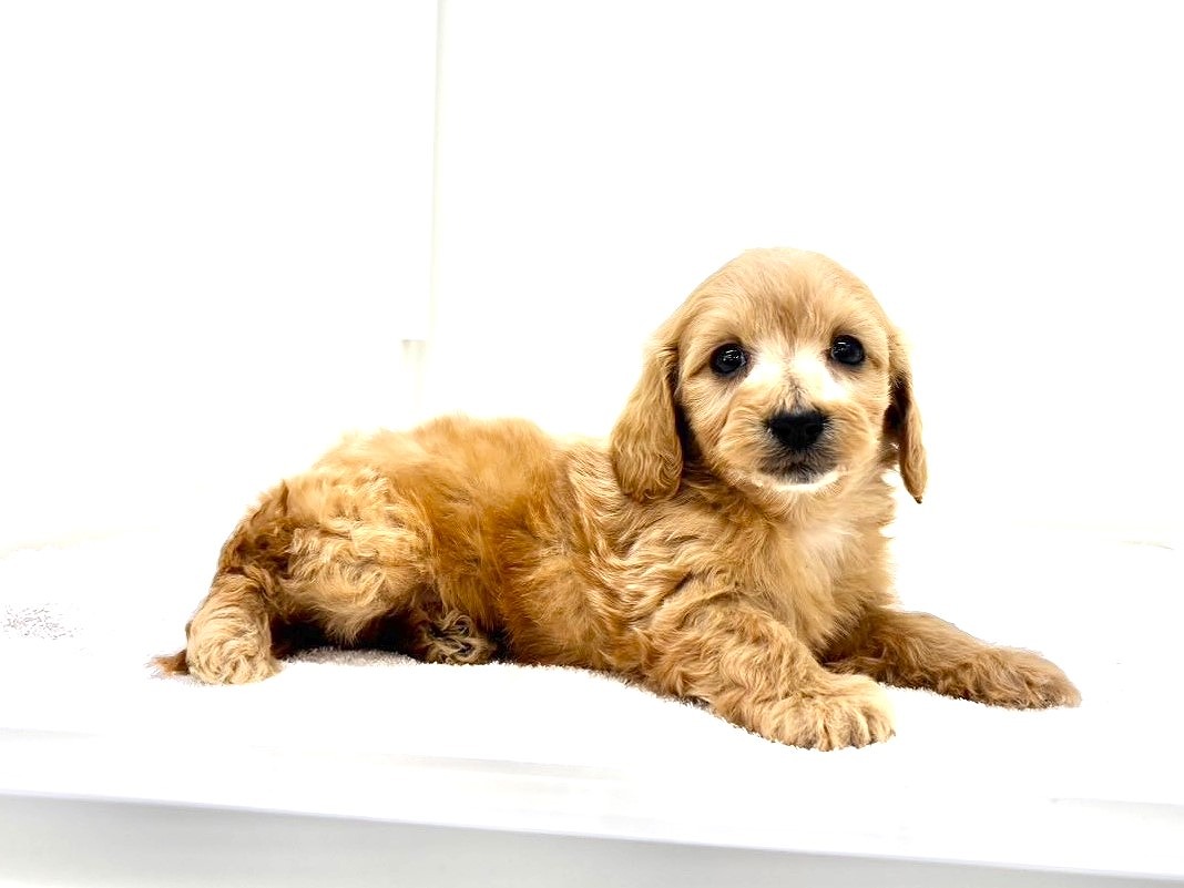 東京都のダップー(ダックス×プードル) (かねだい本町田店/2025年10月1日生まれ/男の子/クリアレッド)の子犬の4枚目の画像