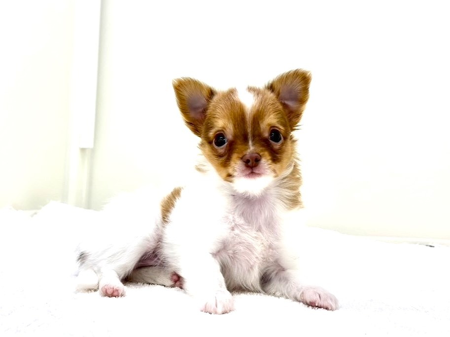 東京都のチワワ(ロング) (かねだい本町田店/2025年10月1日生まれ/男の子/ホワイトフォーン)の子犬の1枚目の画像