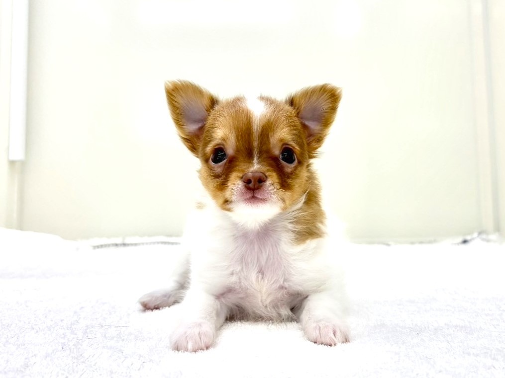 東京都のチワワ(ロング) (かねだい本町田店/2025年10月1日生まれ/男の子/ホワイトフォーン)の子犬の2枚目の画像