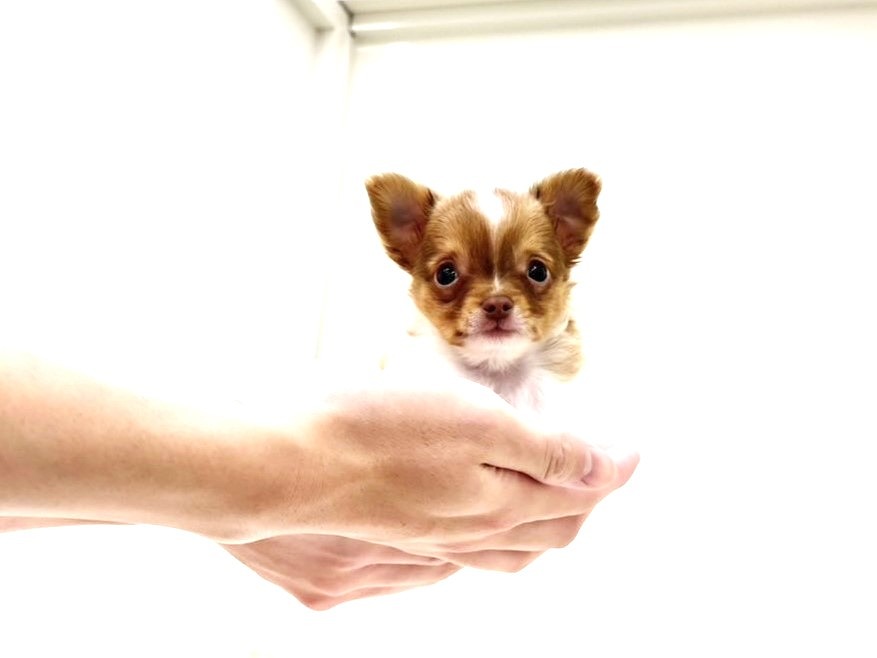 東京都のチワワ(ロング) (かねだい本町田店/2025年10月1日生まれ/男の子/ホワイトフォーン)の子犬の4枚目の画像