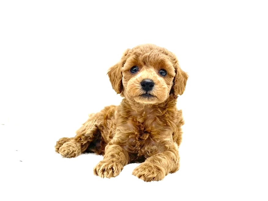 東京都のトイプードル(トイ) (かねだい本町田店/2025年10月5日生まれ/男の子/レッド)の子犬の1枚目の画像