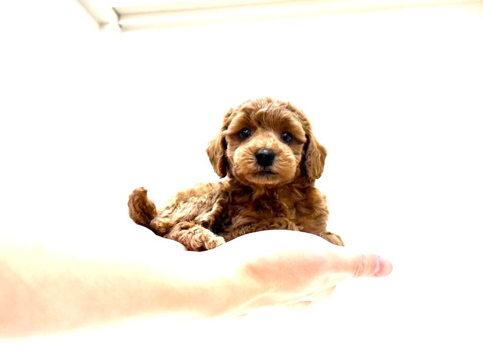 東京都のトイプードル(トイ) (かねだい本町田店/2025年10月5日生まれ/男の子/レッド)の子犬の2枚目の画像