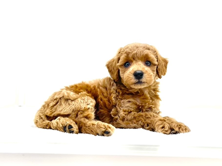 東京都のトイプードル(トイ) (かねだい本町田店/2025年10月5日生まれ/男の子/レッド)の子犬の3枚目の画像