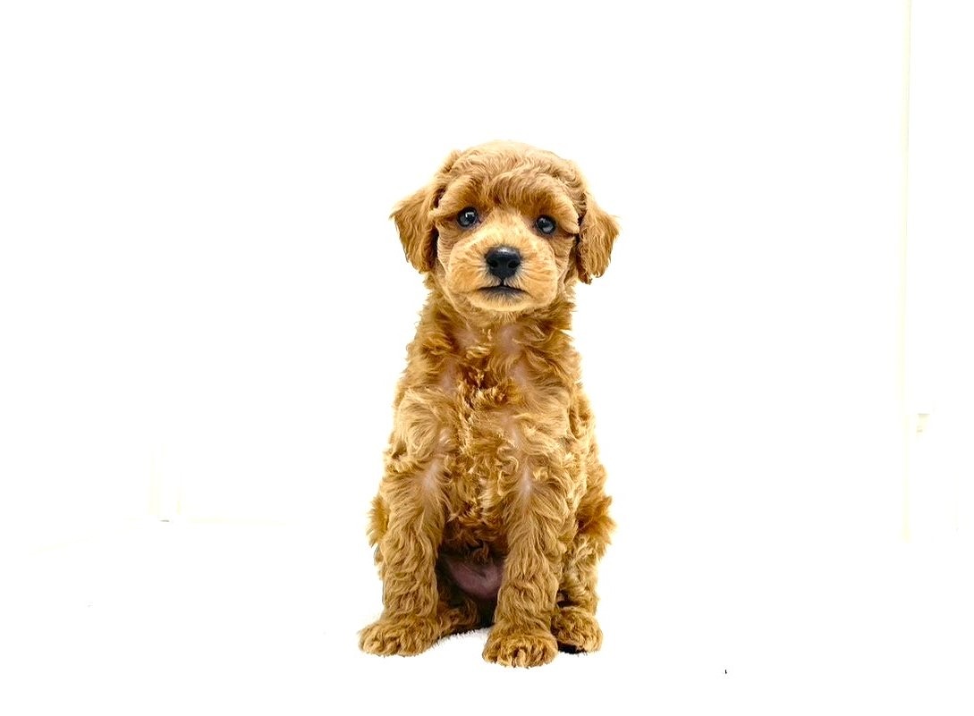 東京都のトイプードル(トイ) (かねだい本町田店/2025年10月5日生まれ/男の子/レッド)の子犬の4枚目の画像