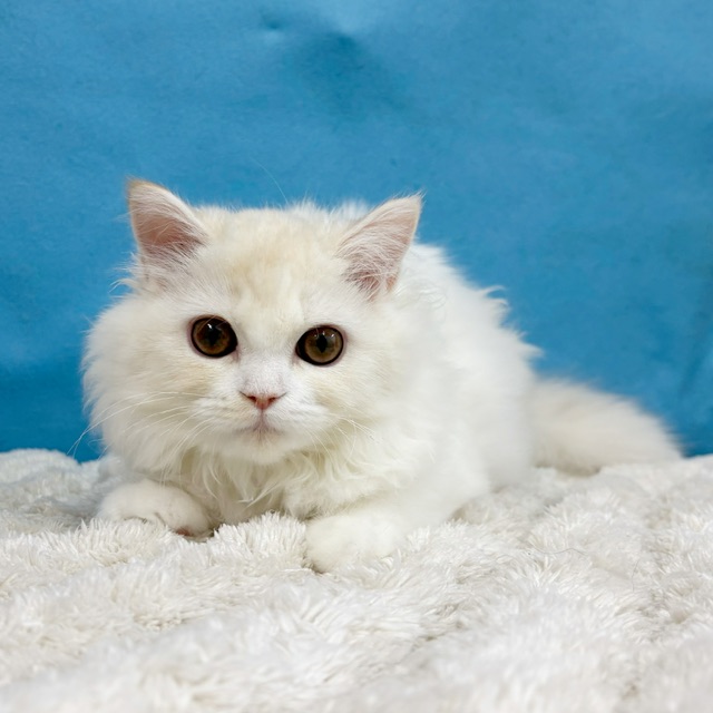 千葉県のラガマフィン (かねだい四街道店/2025年7月11日生まれ/女の子/クリームタビーホワイト)の子猫の1枚目の画像