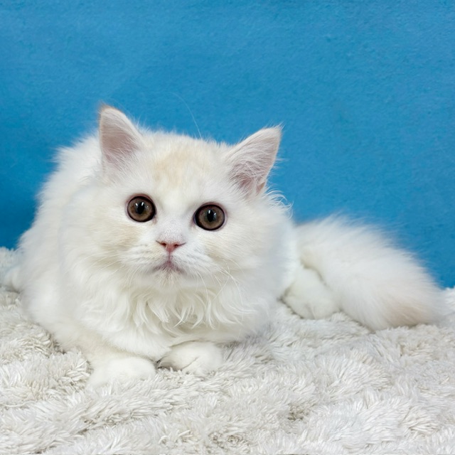 千葉県のラガマフィン (かねだい四街道店/2025年7月11日生まれ/女の子/クリームタビーホワイト)の子猫の2枚目の画像