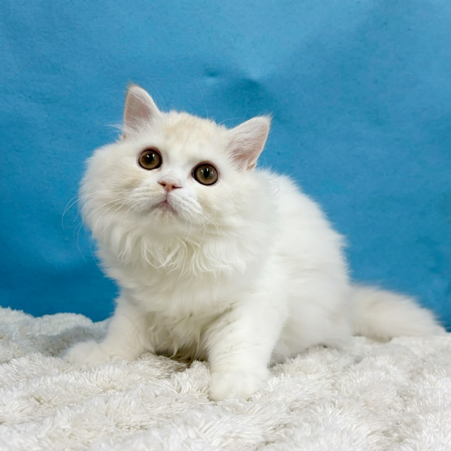 千葉県のラガマフィン (かねだい四街道店/2025年7月11日生まれ/女の子/クリームタビーホワイト)の子猫の3枚目の画像