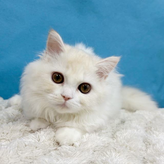 千葉県のラガマフィン (かねだい四街道店/2025年7月11日生まれ/女の子/クリームタビーホワイト)の子猫の4枚目の画像