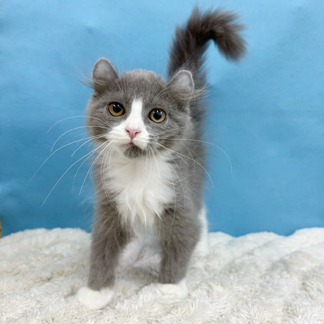 千葉県のアメリカンカール (かねだい四街道店/2025年8月28日生まれ/男の子/ブルーホワイト)の子猫の1枚目の画像