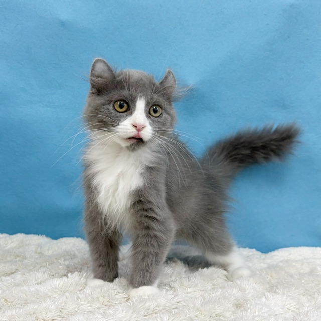 千葉県のアメリカンカール (かねだい四街道店/2025年8月28日生まれ/男の子/ブルーホワイト)の子猫の2枚目の画像