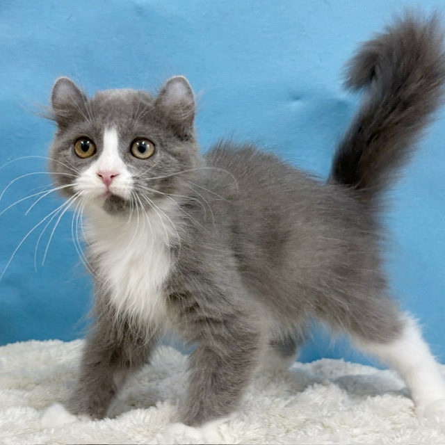 千葉県のアメリカンカール (かねだい四街道店/2025年8月28日生まれ/男の子/ブルーホワイト)の子猫の3枚目の画像