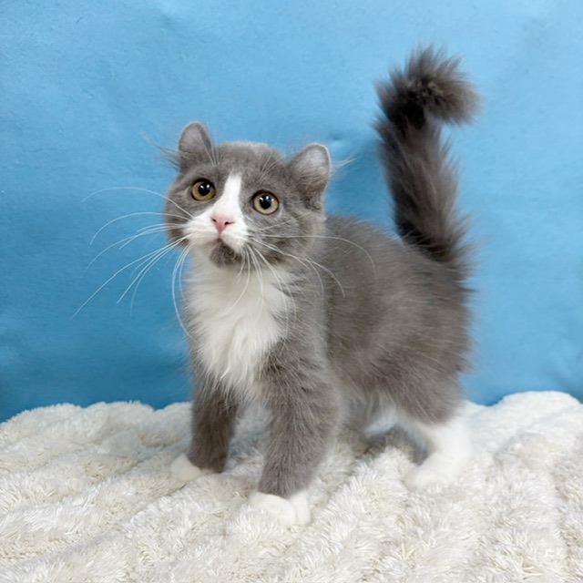 千葉県のアメリカンカール (かねだい四街道店/2025年8月28日生まれ/男の子/ブルーホワイト)の子猫の4枚目の画像