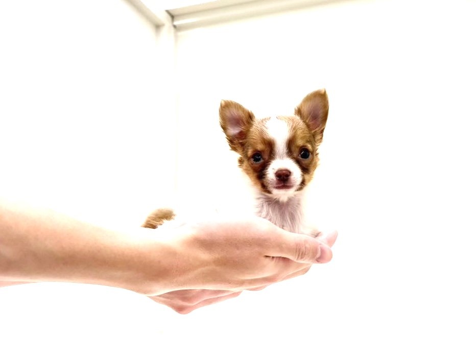 東京都のチワワ(ロング) (かねだい本町田店/2025年10月1日生まれ/男の子/ホワイトフォーン)の子犬の1枚目の画像