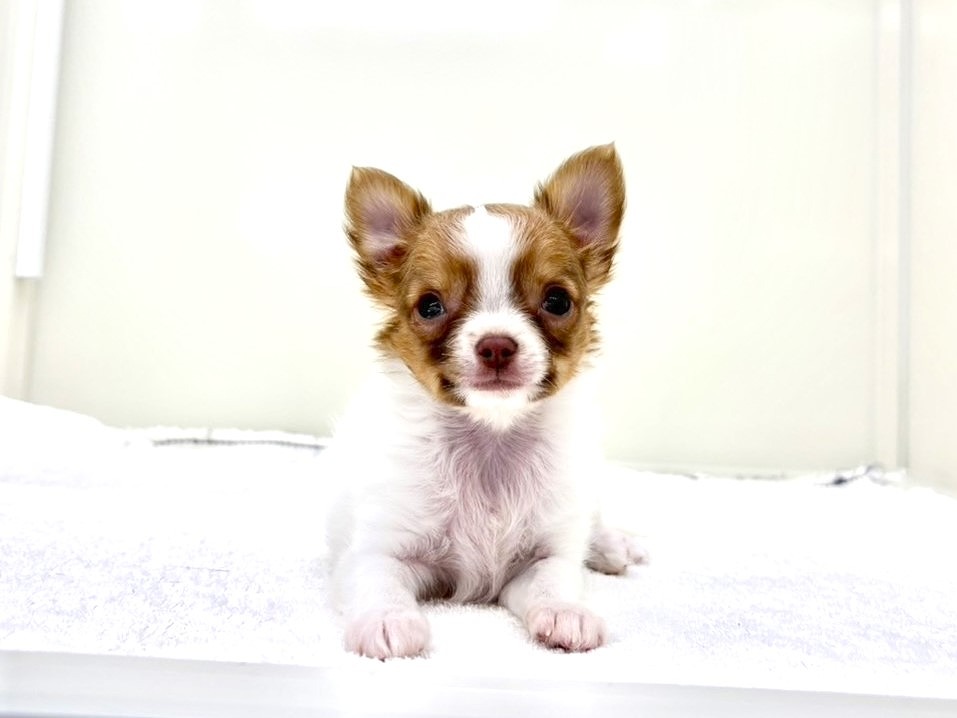 東京都のチワワ(ロング) (かねだい本町田店/2025年10月1日生まれ/男の子/ホワイトフォーン)の子犬の2枚目の画像