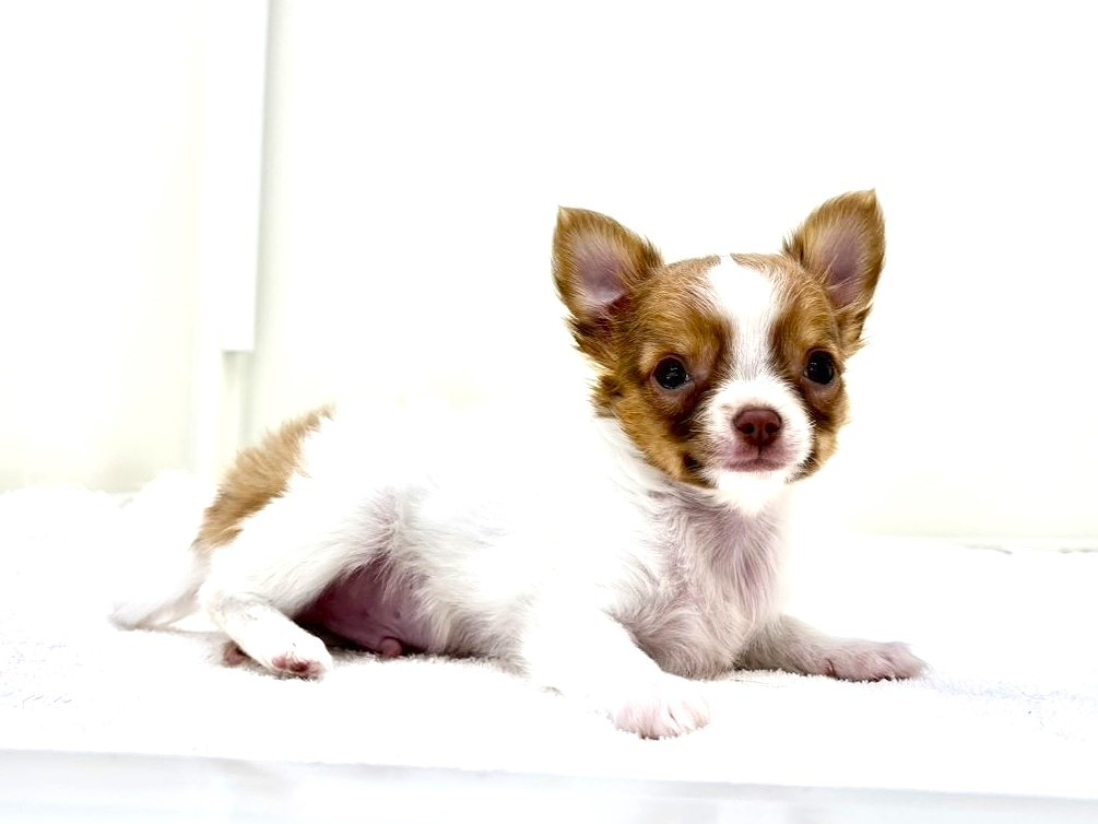 東京都のチワワ(ロング) (かねだい本町田店/2025年10月1日生まれ/男の子/ホワイトフォーン)の子犬の3枚目の画像